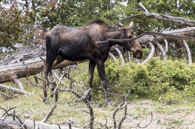 Mama Moose Aug  2022